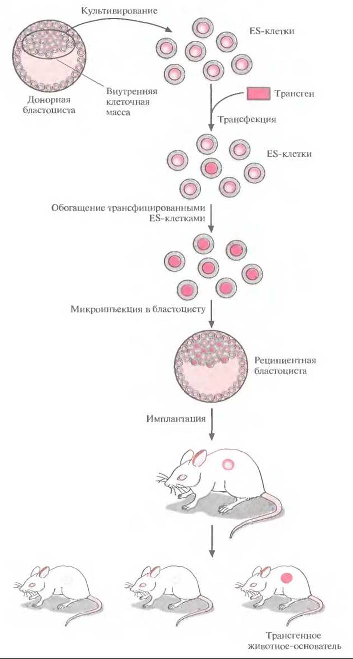 Схема получения трансгенного животного