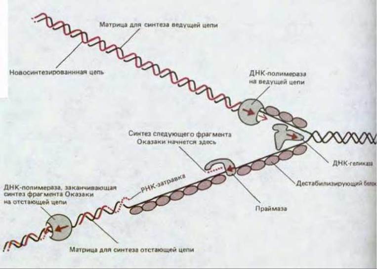 Матричная цепь днк 3 5. Репликационная вилка ДНК. Репликация отстающей цепи ДНК. Синтез отстающей цепи. Матрица репликации.