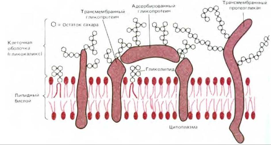 Презентация по Химии "Промышленное получение аминокислот и их применение в медиц