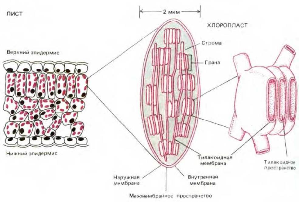В каких клетках расположена основная масса хлоропластов. Межмембранное пространство хлоропласта. Тилакоидная мембрана. Функция межмембранного пространства в хлоропластах. Тилакоидное пространство.