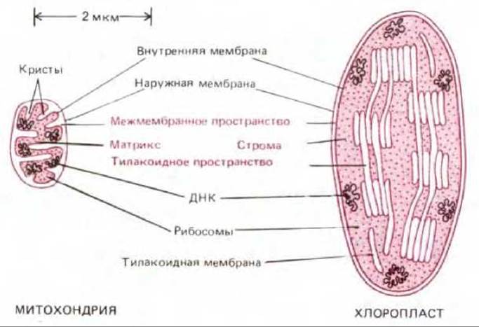 Установите соответствие хлоропласт митохондрия. Кристы хлоропластов. Внутренняя мембрана образует Кристы. Митохондрии и хлоропласты. Сходство митохондрий и хлоропластов.