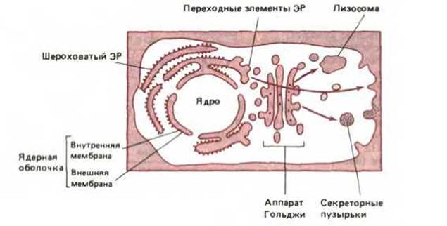 Пищеварительная клетка строение. Внутриклеточные КОМПАРТМЕНТЫ клетки. Внутриклеточная компартментация это. Разделяет клетку на КОМПАРТМЕНТЫ. Внутриклеточное пищеварение.