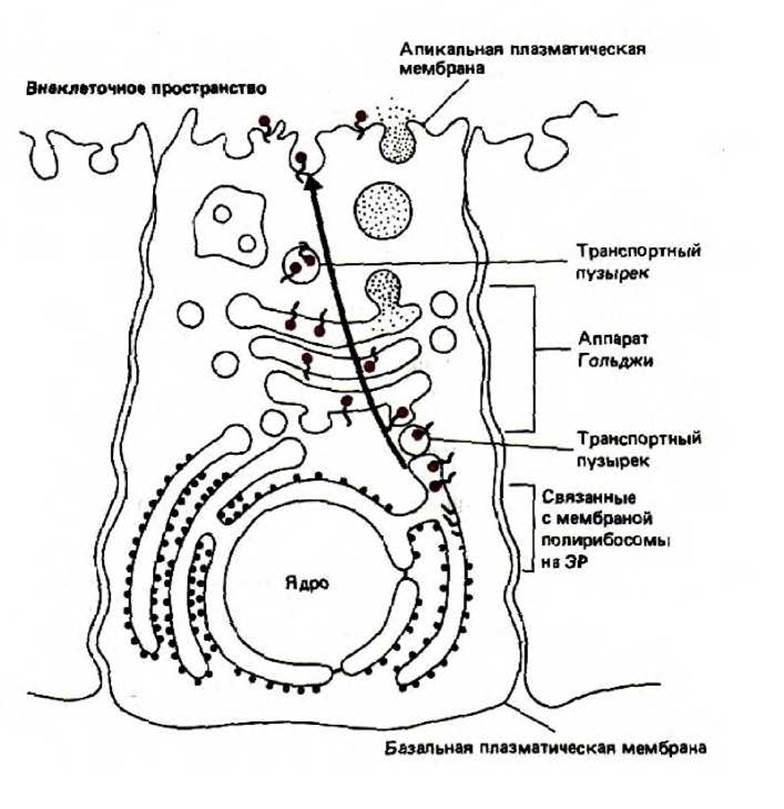 Клетки участки. Базолатеральная мембрана. Базальная мембрана и апикальная мембрана. Апикальная плазматическая мембрана.