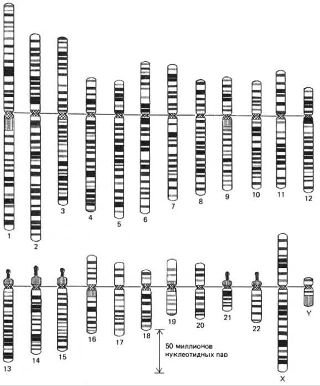 Изменение строения хромосом. Структура хромосом. Структура хромосомы по Горбунова. Y хромосома строение и локусы azf. Число и структура хромосом антилопы.