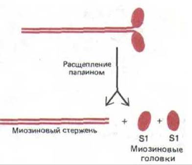 Расщепление молекул. Расщепление миозина трипсином и папаином. Места расщепления молекулы миозина. Места расщепления молекулы миозина трипсином и папаином. Расщепление казеина и миозина.