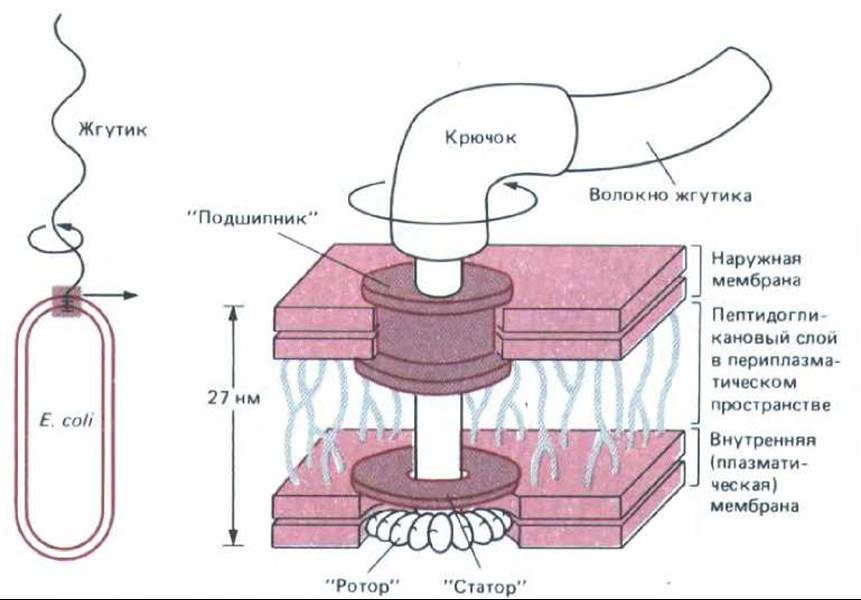 Размер жгутика. Строение бактериального жгутика. Строение жгутика микробиология. Строение жгутика у грамотрицательных и грамположительных бактерий. Строение жгутиков бактерий.