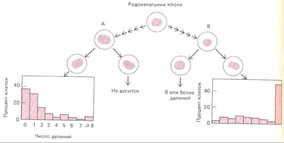 Деление клеток сопровождающееся прогрессирующим измельчением клеточного. Способность клеток к рециркуляции. Предел деления клеток. Стимуляция клеточного деления. Точки регуляции клеточного деления.