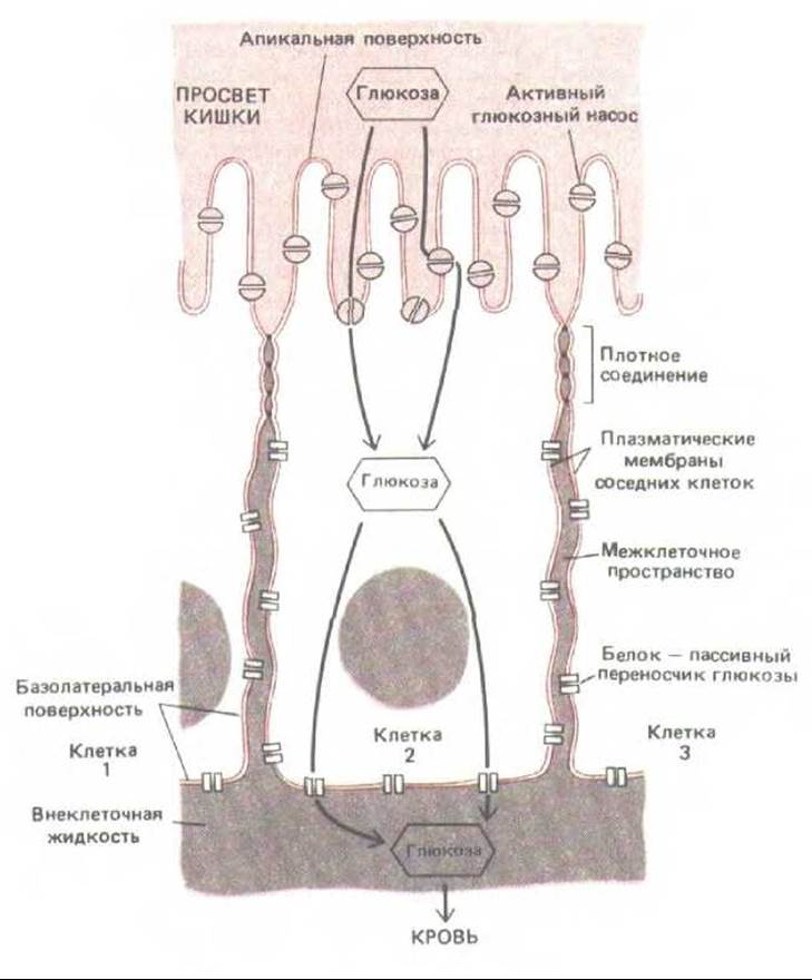 Взаимосвязь между клетками и органами. Апикальная мембрана эпителиальных клеток. Адгезионные контакты между клетками. Контакты связывания клеток. Смежные клетки.