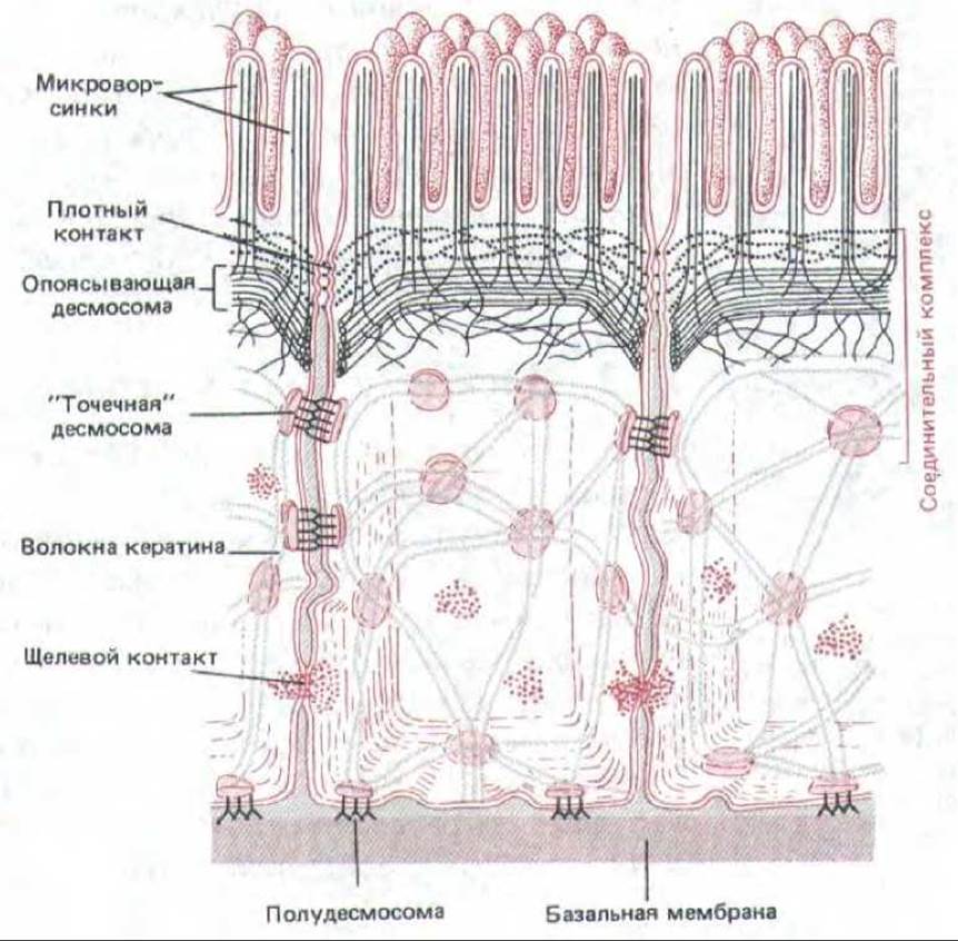 У какой клетки образуется клеточная перетяжка. Опоясывающая десмосома. Внеклеточная среда клетки. Внеклеточная среда возбудимой клетки. Клеточная адгезия.