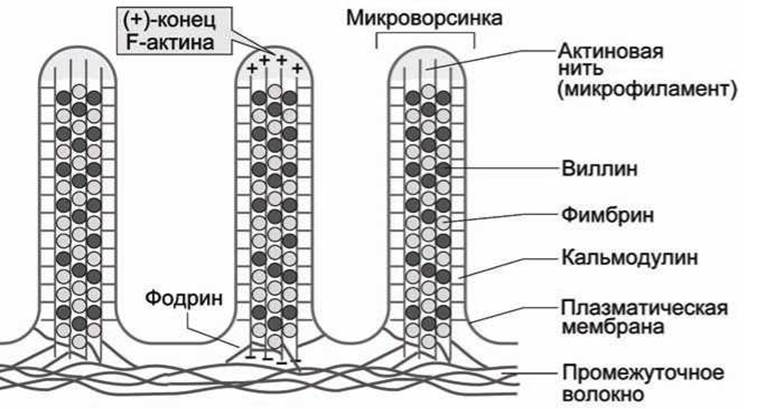 Проанализируйте диаграмму содержание вещества x в клетках кишечной палочки нормального генотипа