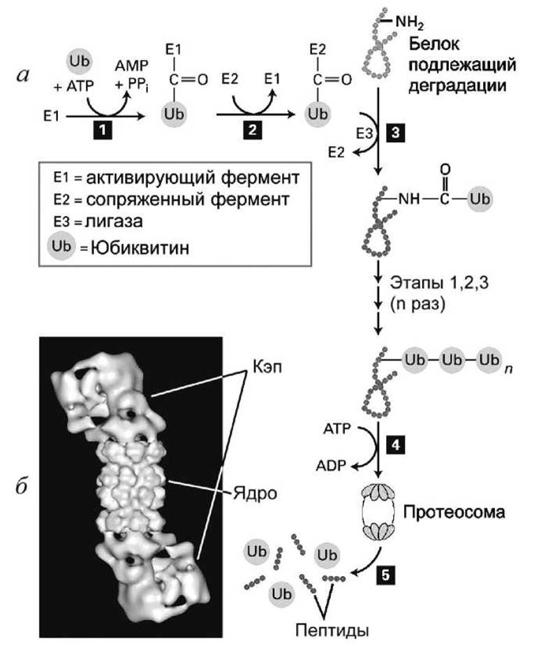 Пептидные связи в молекуле белка. Деградация белков. Протеосома. Этапы фолдинга белка. Пептидная связь в молекуле белка образуется.