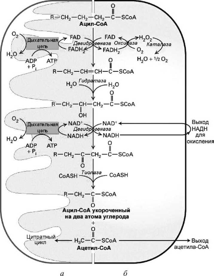 Бета окисление масляной кислоты схема и описание