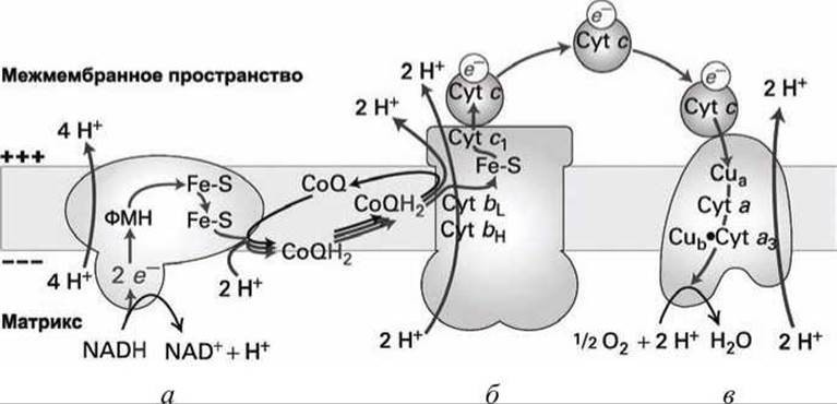 Схема редуктазной цепи окисления в микросомах