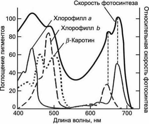 На рисунке 178 представлена цепочка превращений радиоактивного урана 238 в стабильный свинец 206