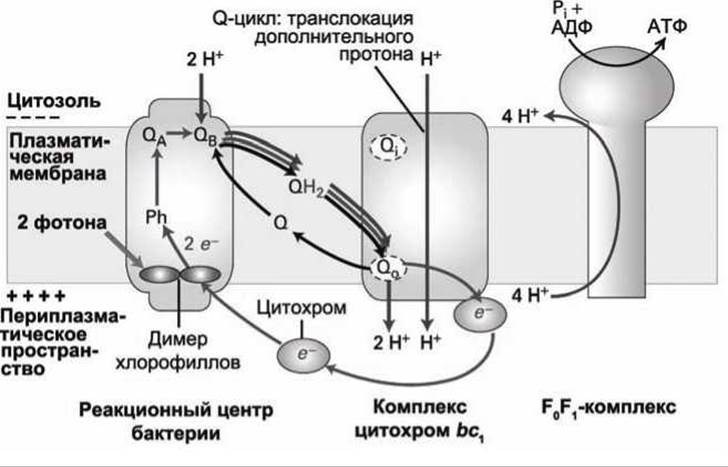 Каким номером на рисунке обозначен процесс требующий наличие воды