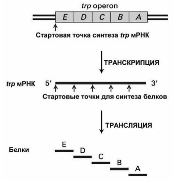 Полицистронная рнк. Полицистронная МРНК.