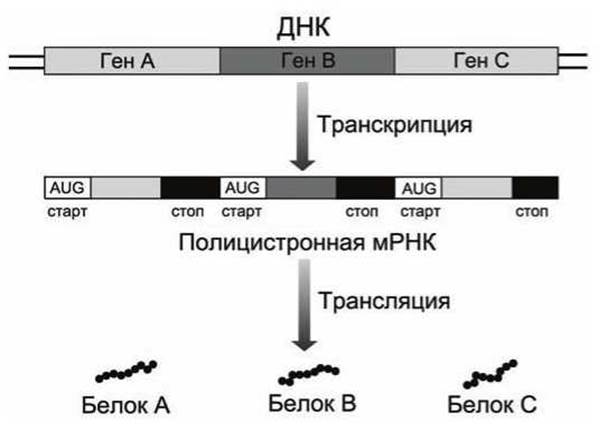 Полицистронная рнк. Полицистронная МРНК. ДНК компании.