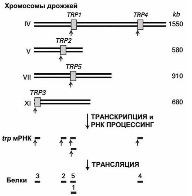 Транскрипция и трансляция у эукариот