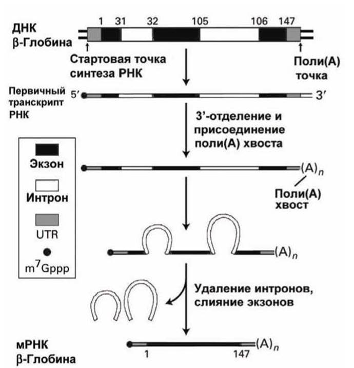 Транскрибируемая днк направление. Процессинг РНК У эукариот. Схема эукариотического Гена с 2 интронами. Схема транскрипции Гена эукариот. Механизм транскрипции ДНК.