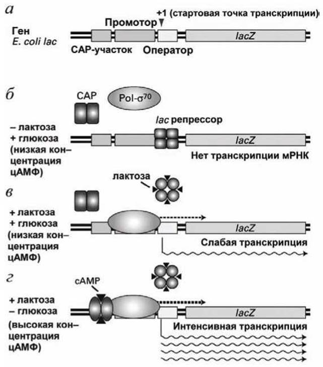 Схема регуляции транскрипции. Схема регуляции транскрипции и трансляции. Регуляция транскрипции у прокариот. Регуляция транскрипции и трансляции 10 класс. Схема показывающая суть регуляции транскрипции и трансляции.