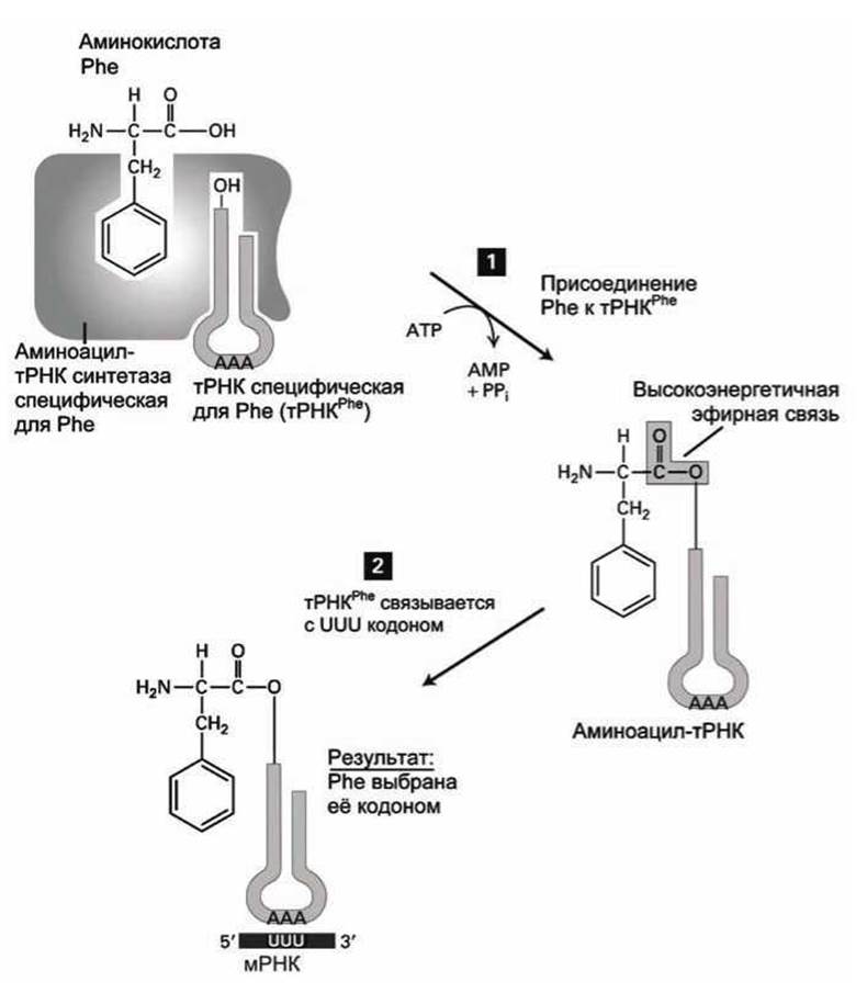 Процесс формирования комплекса трнк с аминокислотой. ТРНК трансляция схема. Матричная РНК схема. Роль РНК В трансляции.