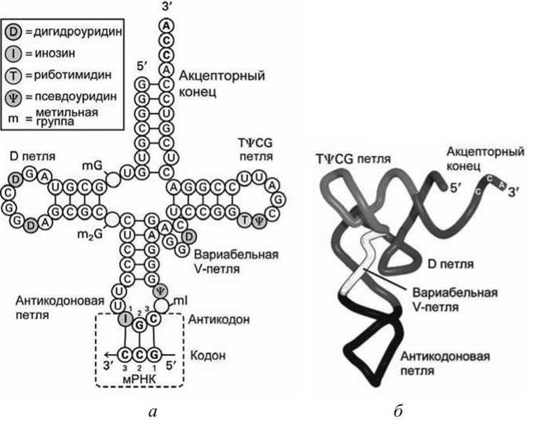 Ли трнк. Транспортная РНК. ТРНК рисунок. Строение транспортной РНК. Трехмерная модель ТРНК.