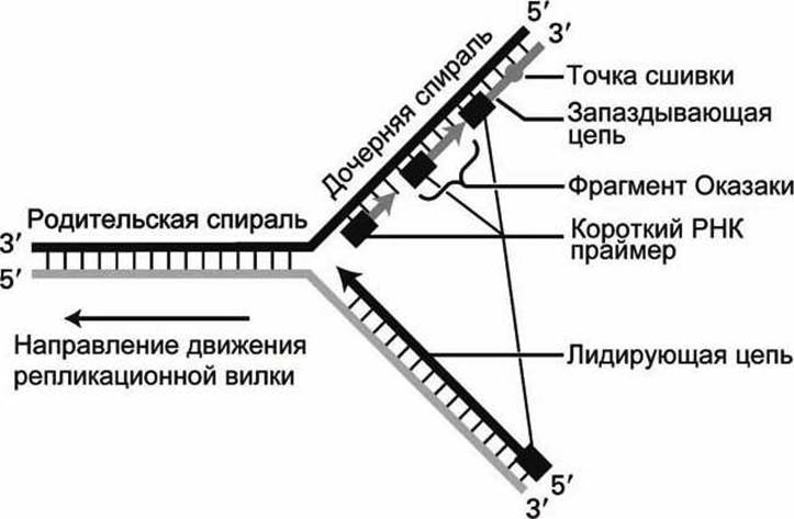 Схема репликативной вилки