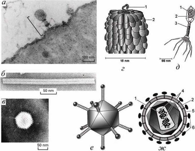 Строение сложных вирусов рисунок