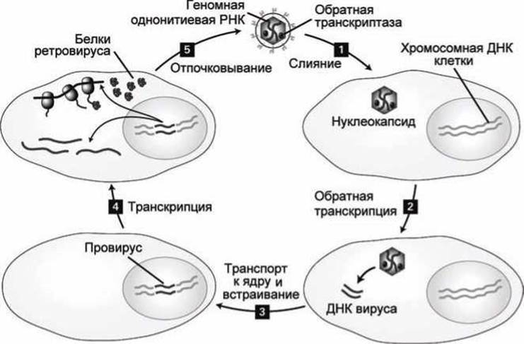 Схема жизненного цикла вируса