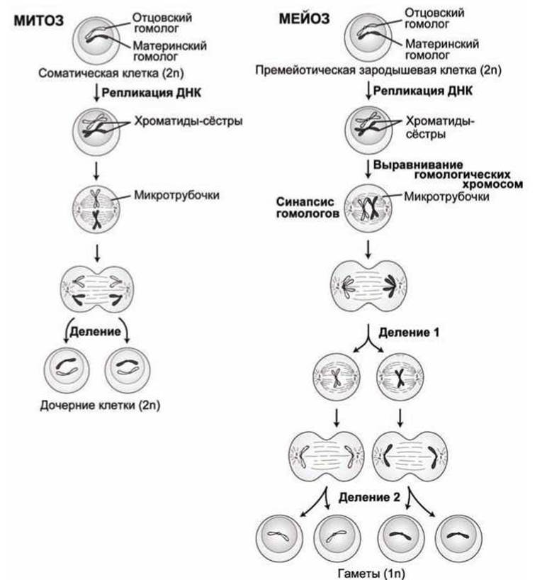 Схема митотического деления клетки диплоидной клетки