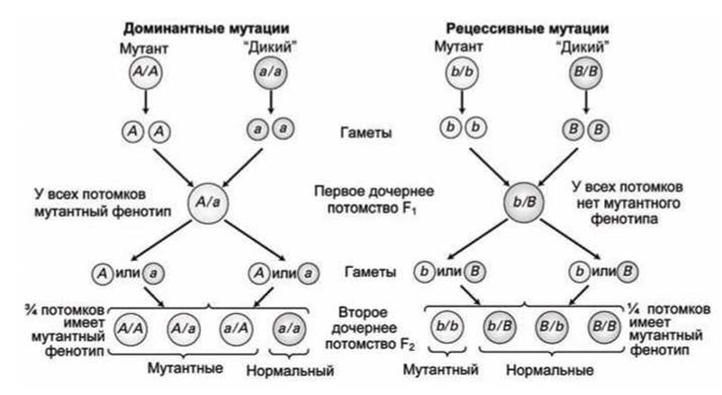 Гетерозиготная мутация что это. Доминантный фенотип. Рецессивные мутации. Доминантные и рецессивные мутации.