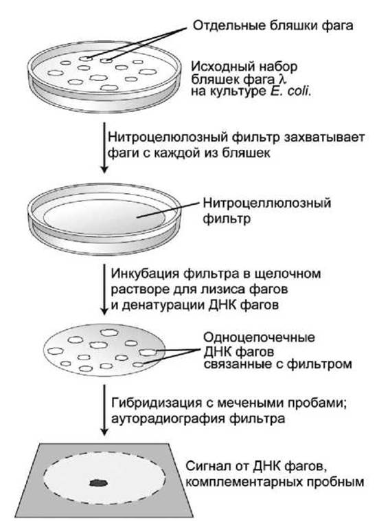 На рисунке показана схема цепочки радиоактивных превращений в результате которой изотоп