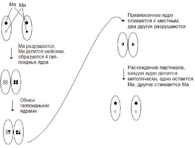 Заполните схему указав операции превращения шкуры в кожу