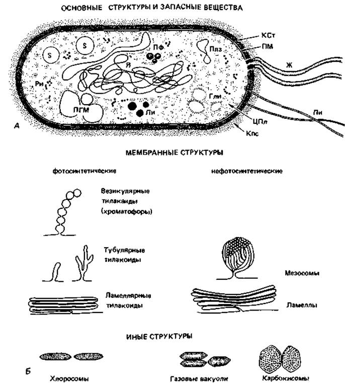 Прокариоты клетка рисунок. Строение прокариотической клетки цианобактерии. 1. Строение прокариотической клетки. Схема строения прокариотической клетки 9 класс биология. Прокариотическая клетка структура.