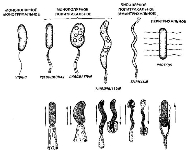Передвижение бактерий. Расположение жгутиков у бактерий. Типы движения бактерий. Варианты расположения жгутиков. Политрихиальное расположение жгутиков.