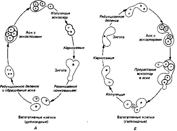 Цикл развития аскомицетов рисунок