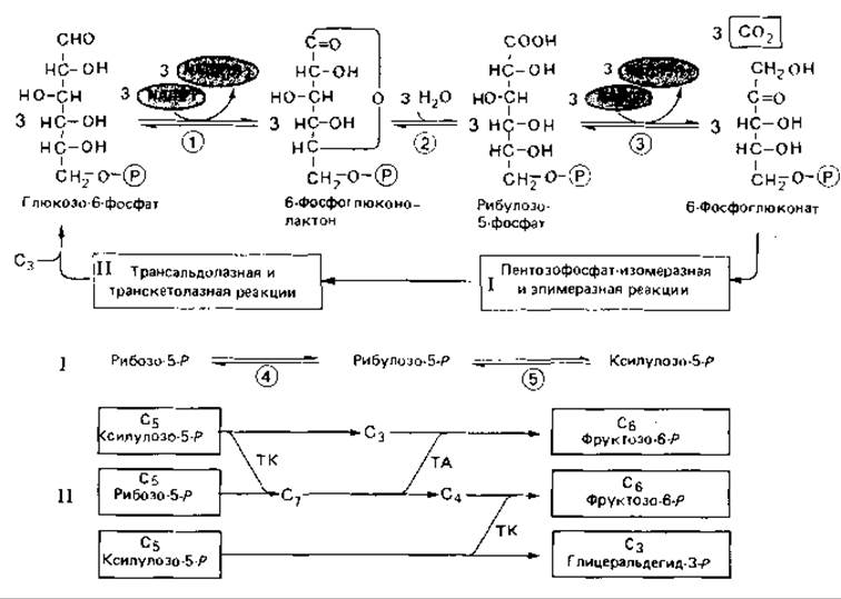 Рибулозо 5 фосфат. Обменный механизм. Обменный механизм примеры. Рибозо5фосфат рибулозо5 фосфат уравнение.