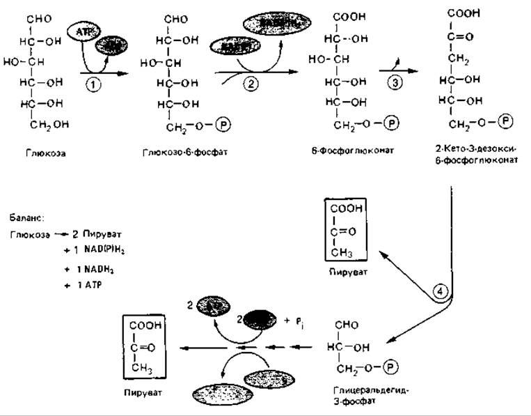 Глюкозо-6-фосфатдегидрогеназа. Схема реакции катализируемой гексокиназой. Глюкозо-6-фосфатдегидрогеназа молекула. Гексокиназа энтероцитов.