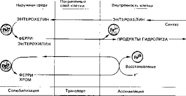 На рисунке изображен процесс который представляет собой реакцию организма перелетных птиц ответы огэ