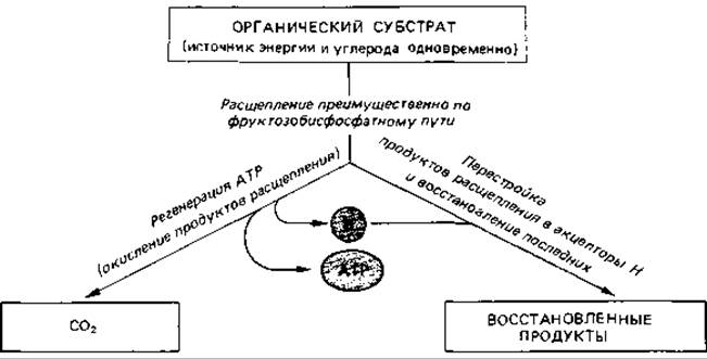 Красная и белая схема брожения