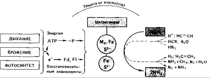 Процессу восстановления соответствует схема n 3. Общая схема фиксации азота. Молекулярный механизм фиксации азота.. Процесс фиксации азота микроорганизмы. Процесс азотфиксации схема.