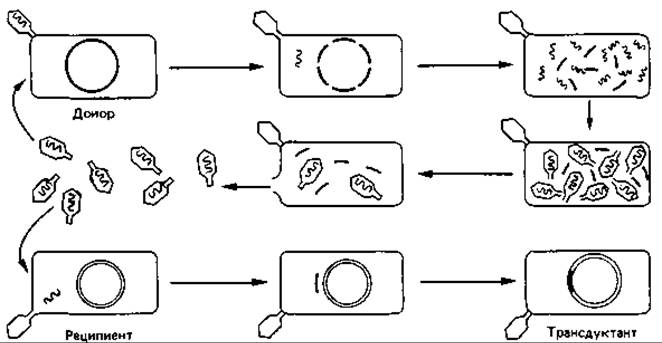 Схема трансдукция у бактерий