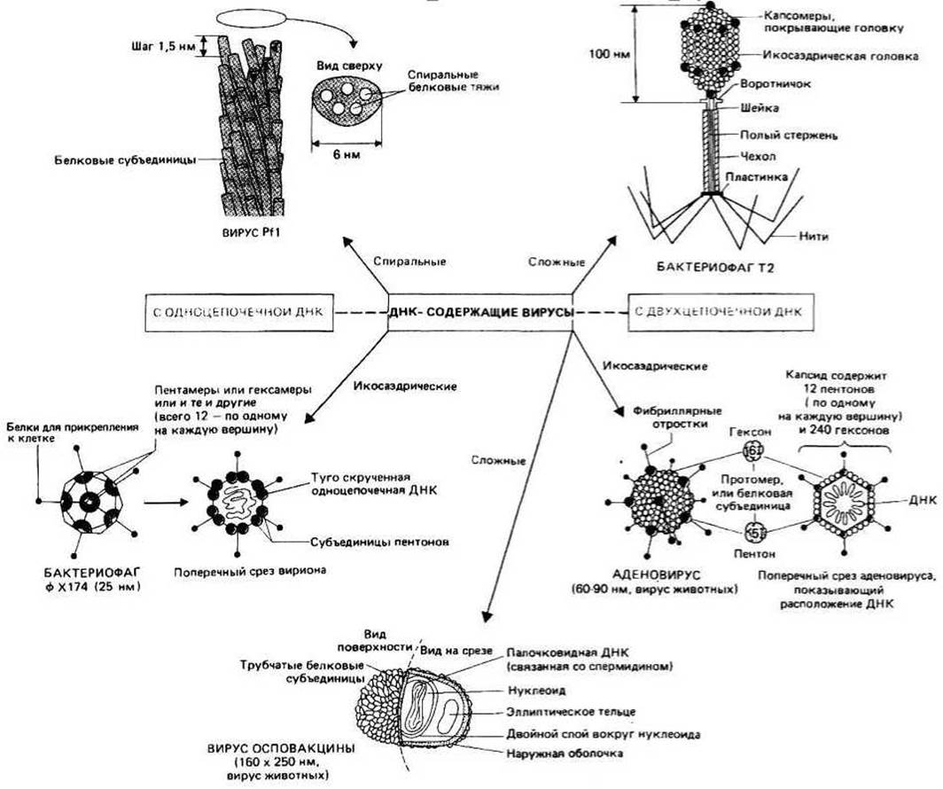 Стадии размножения днк содержащих вирусов. ДНК содержащие вирусы. Векторы на основе ДНК-содержащих вирусов растений. ДНК содержащие вирусы и фаги. Вирус который содержится DNK.