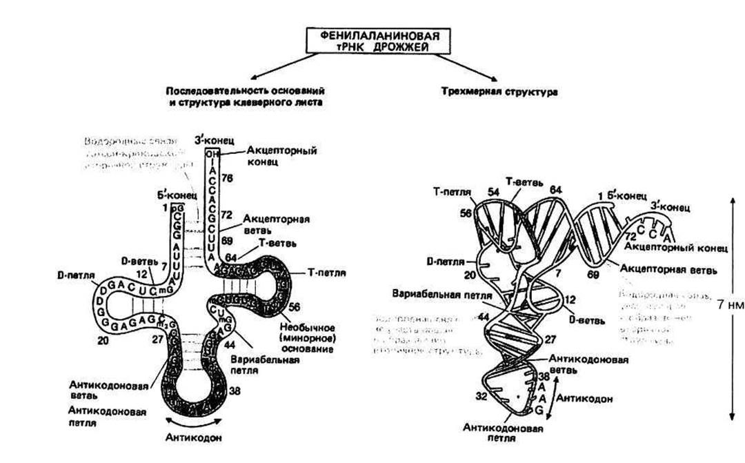 Гены транспортной рнк. Вариабельная петля ТРНК. Стабилизирующая петля ТРНК. Структура ТРНК стабилизирующая петля. Третичная структура т РНК.