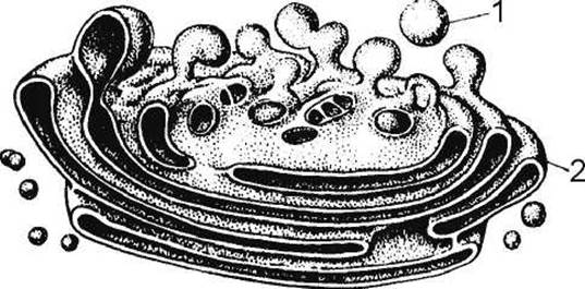 Комплекс гольджи егэ рисунок