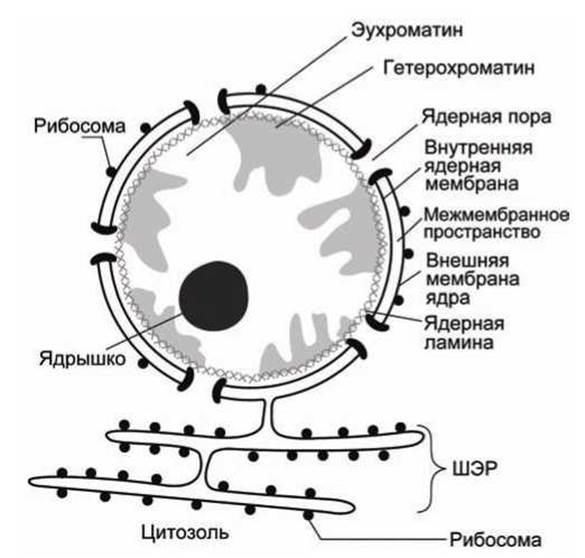 Исчезновение ядерной оболочки происходит в