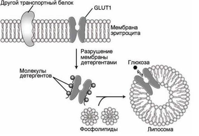 Мембрана глюкоза. Трансмембранный транспорт Глюкозы. Трансмембранные переносчики Глюкозы. Транспортные белки. Механизмы трансмембранного транспорта.