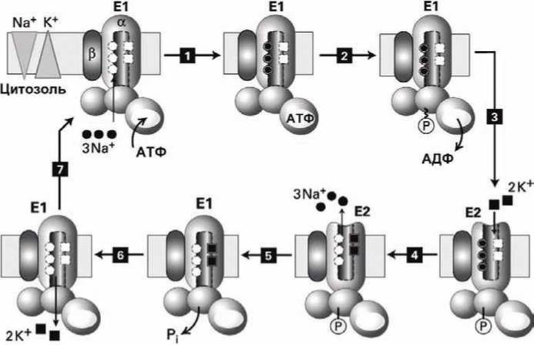 Атфаза. Na k АТФАЗА механизм переноса. Схема действия na к АТФАЗЫ. АТФАЗА строение. АТФАЗА фермент.