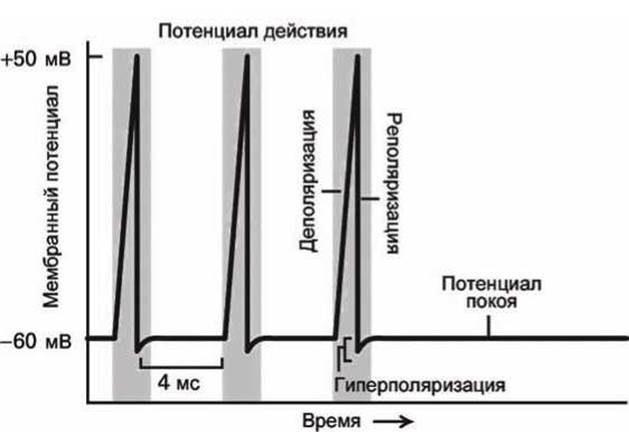 Механизмы генерации потенциала. Импульсные потенциалы действия. Электрогенез. Виды электрогенеза.