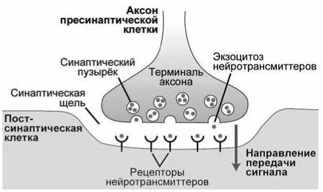 Схема строения и передачи сигнала в химическом синапсе